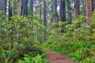 USA, California. Del Norte Redwoods State Park springtime with redwoods and rhododendrons Art Print